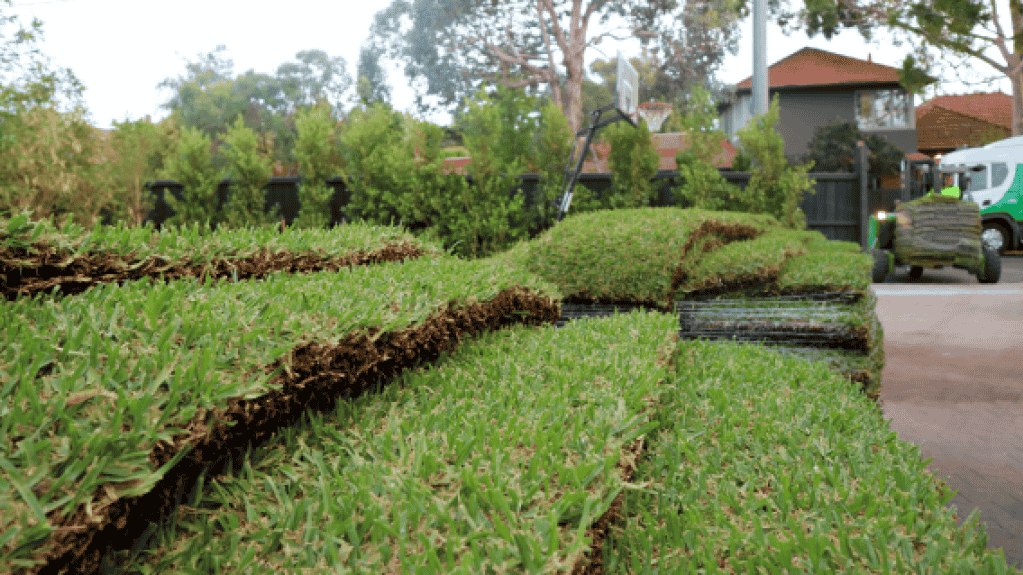 Turf Installation Croydon